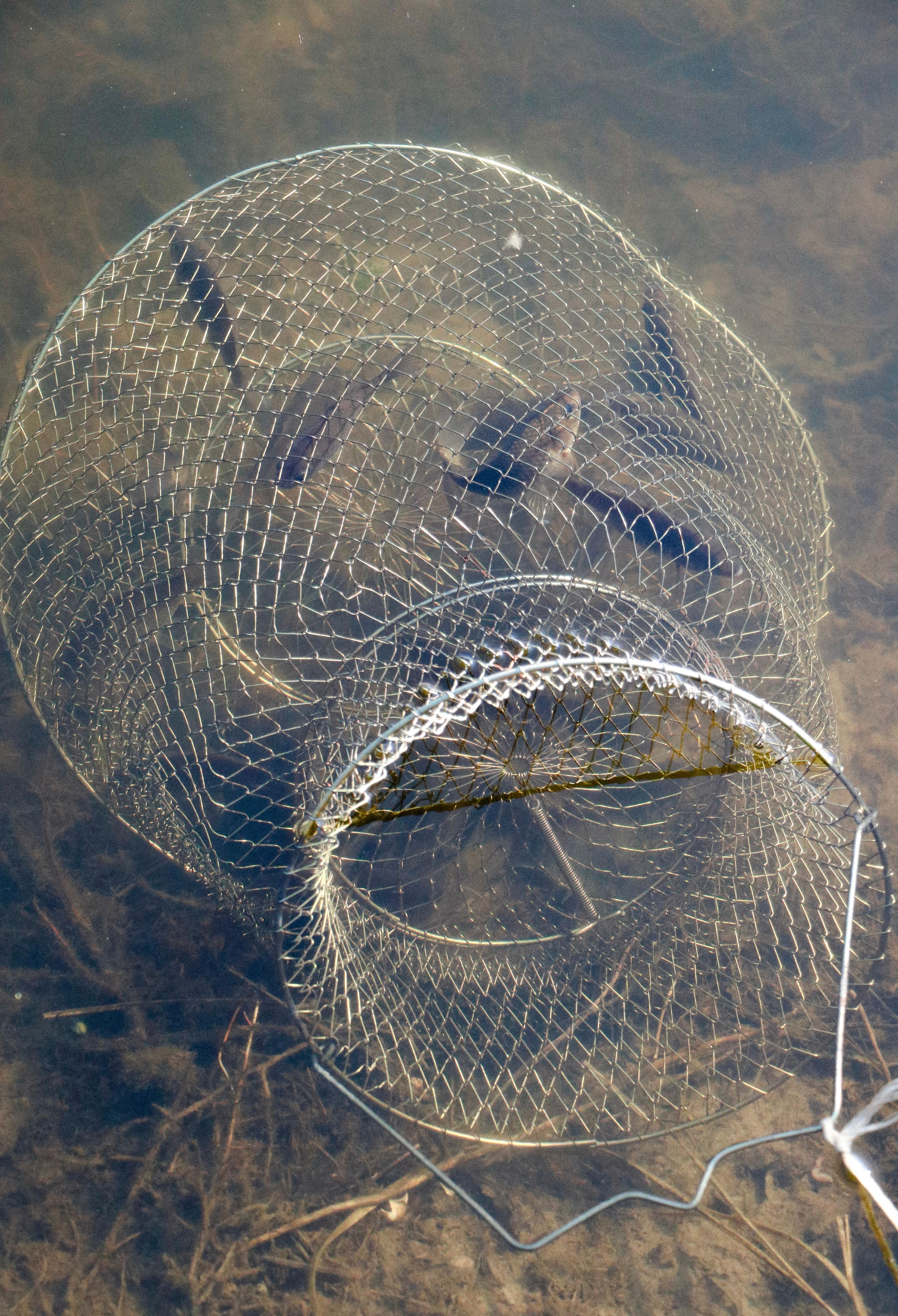 Fish in a Fish Trap · Free Stock Photo