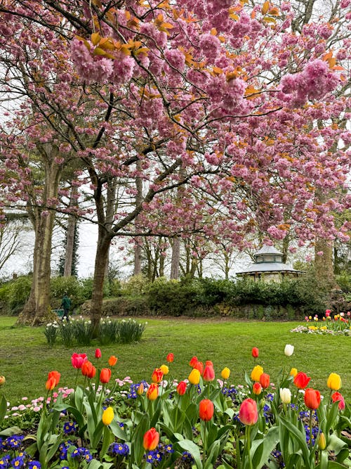 Foto stok gratis bunga sakura, bunga tulip, bunga-bunga indah