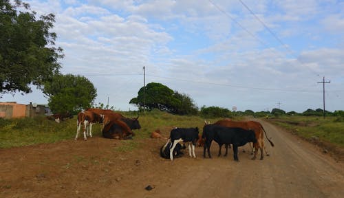 Бесплатное стоковое фото с Африка, грязная дорога, деревня