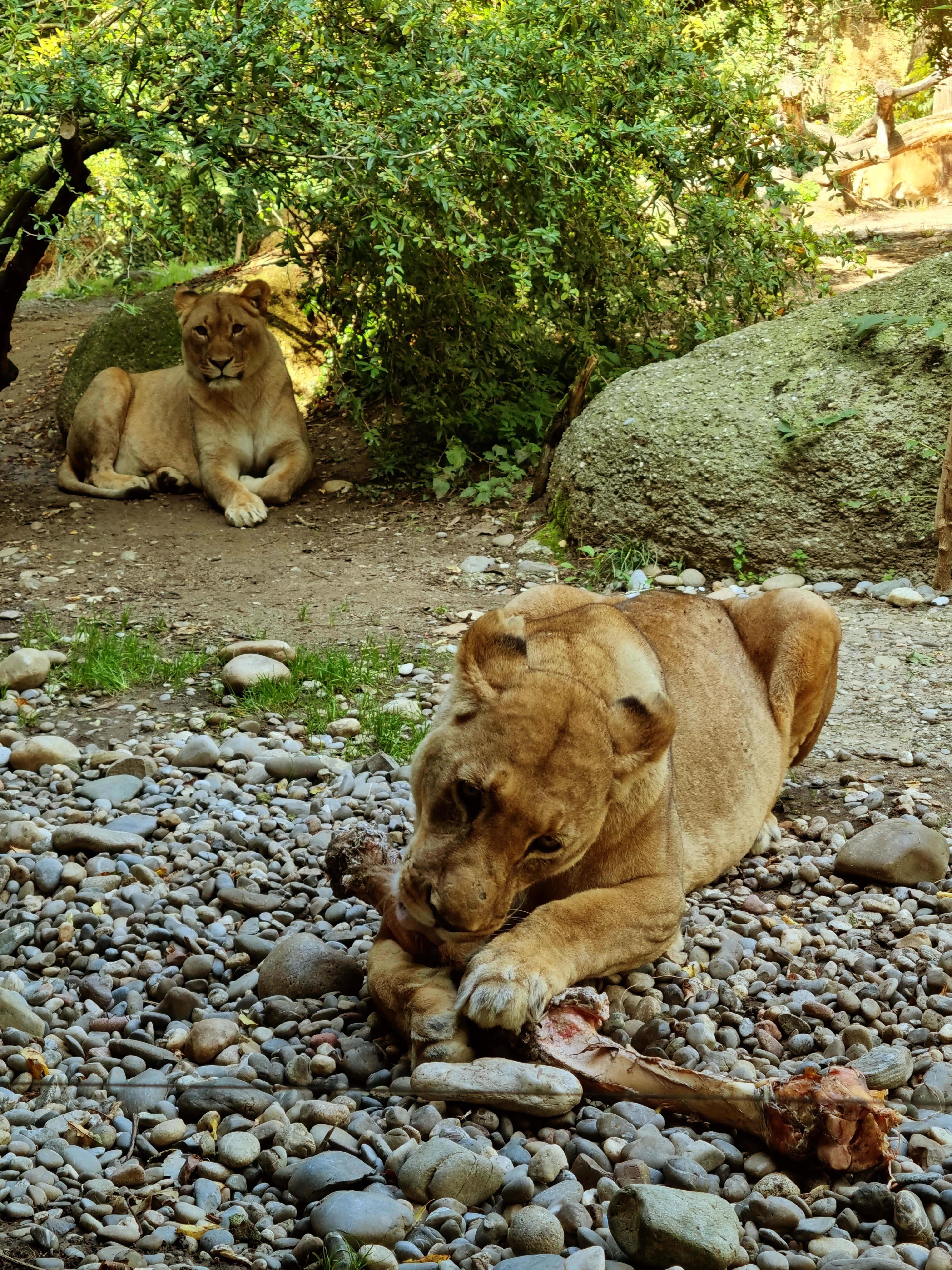 Two lionesses in a zoo, one eating a bone, surrounded by rocks.