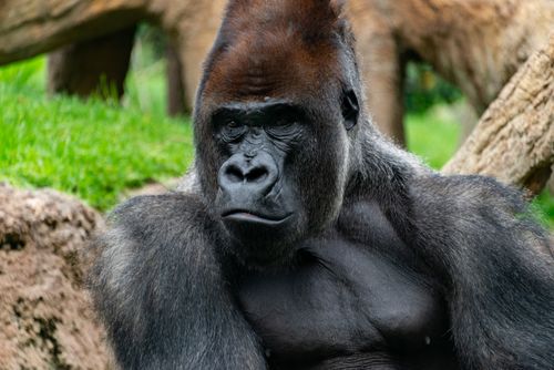 Free Stunning close-up of a gorilla capturing its majestic presence in natural habitat. Stock Photo