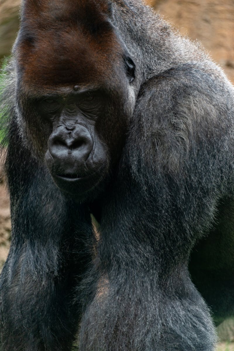 Image Of Gorilla Photos, Download The BEST Free Image Of Gorilla Stock ...