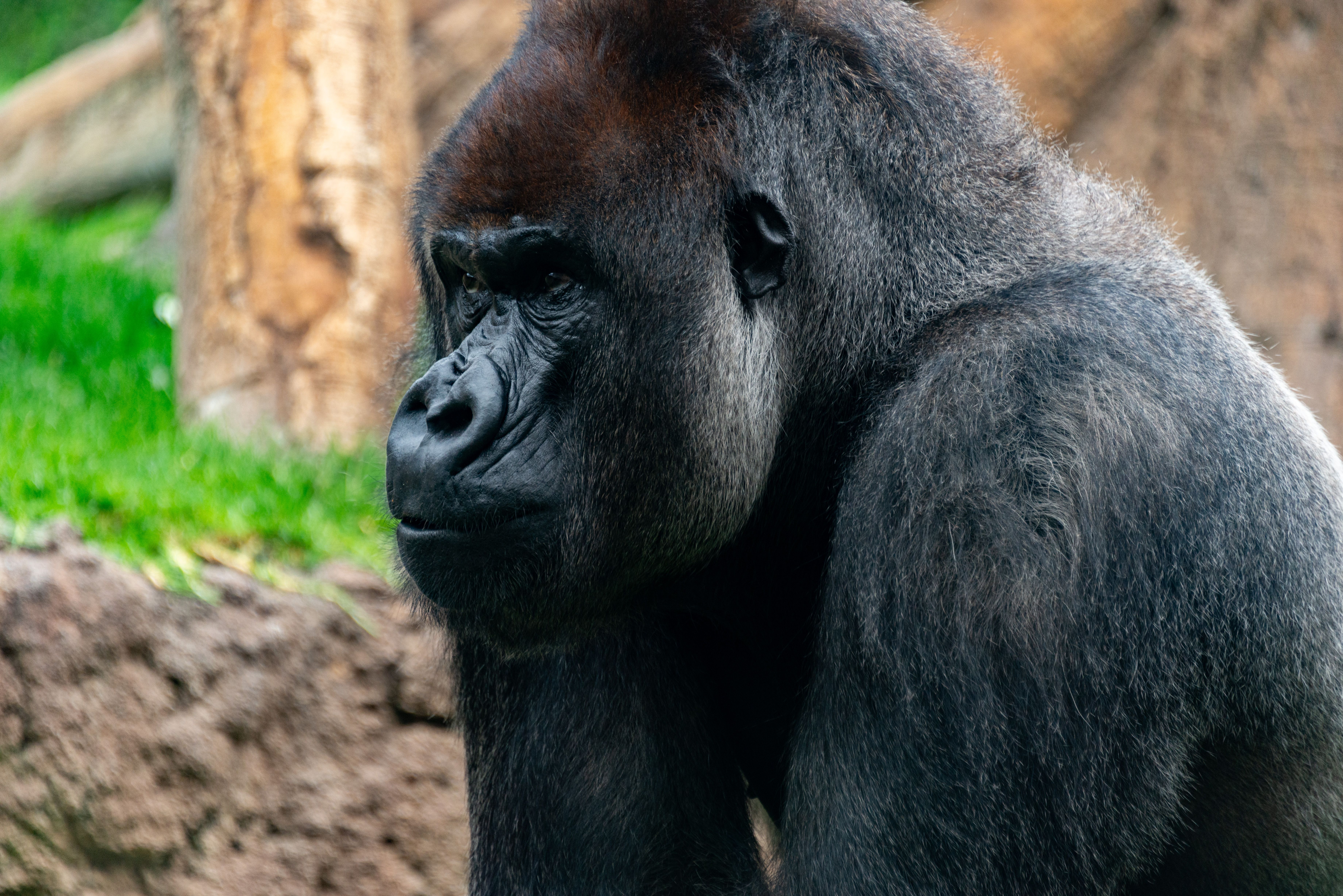 Cinematic Gorilla Footage