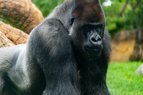 A gorilla is standing in the grass and looking at the camera
