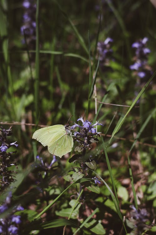 A small white butterfly sitting on some purple flowers