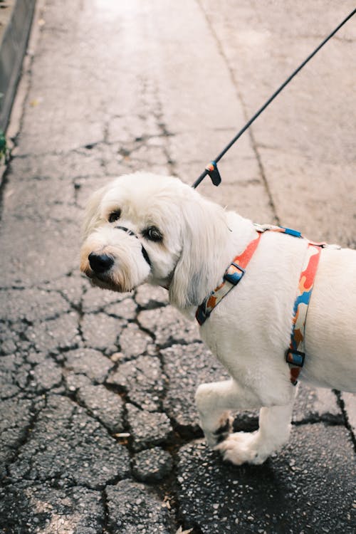 A white dog wearing a harness on the street