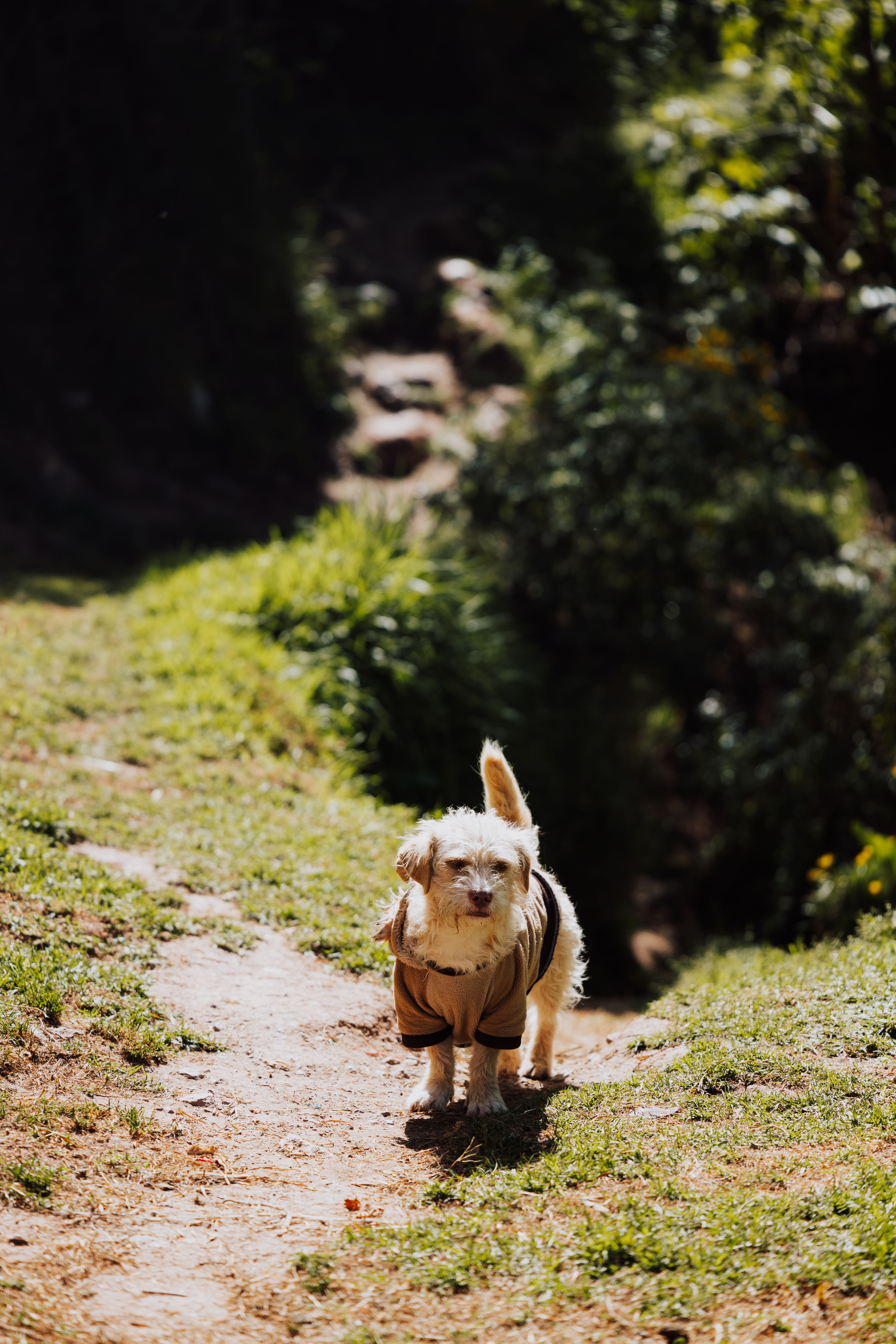 A cute dog in a coat exploring a sunny outdoor path in Cusco, Peru.
