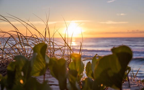 澳大利亚黄金海岸宁静的海滩上，日出时分，沿海植物郁郁葱葱