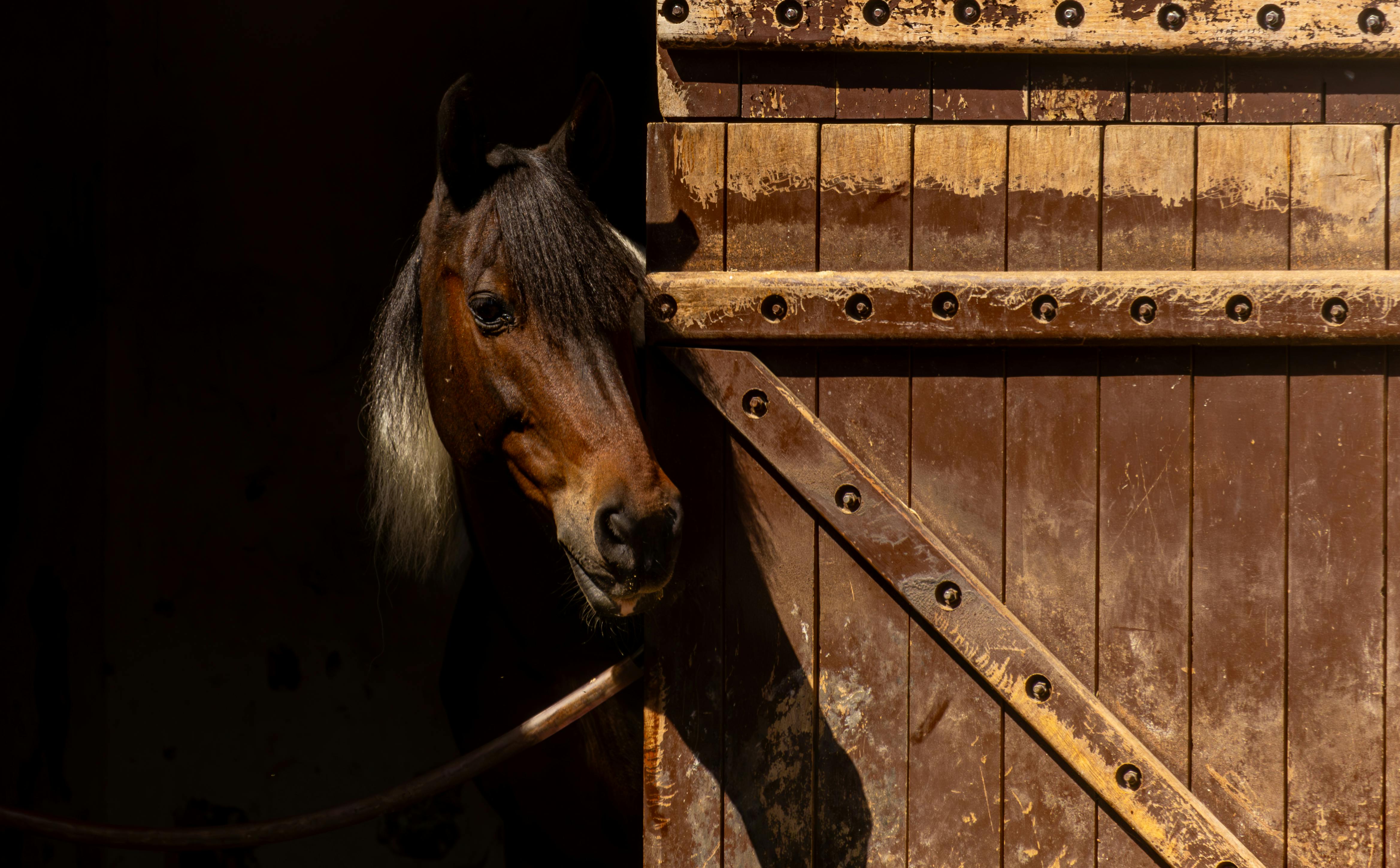 ‘Todd’s sort of lead horse’: Trump’s former criminal defense lawyer ascends DOJ — Photo by Aimbere Elorza on Pexels