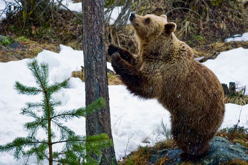Free A brown bear stands by a tree amidst a snowy wilderness, showcasing wildlife in winter. Stock Photo