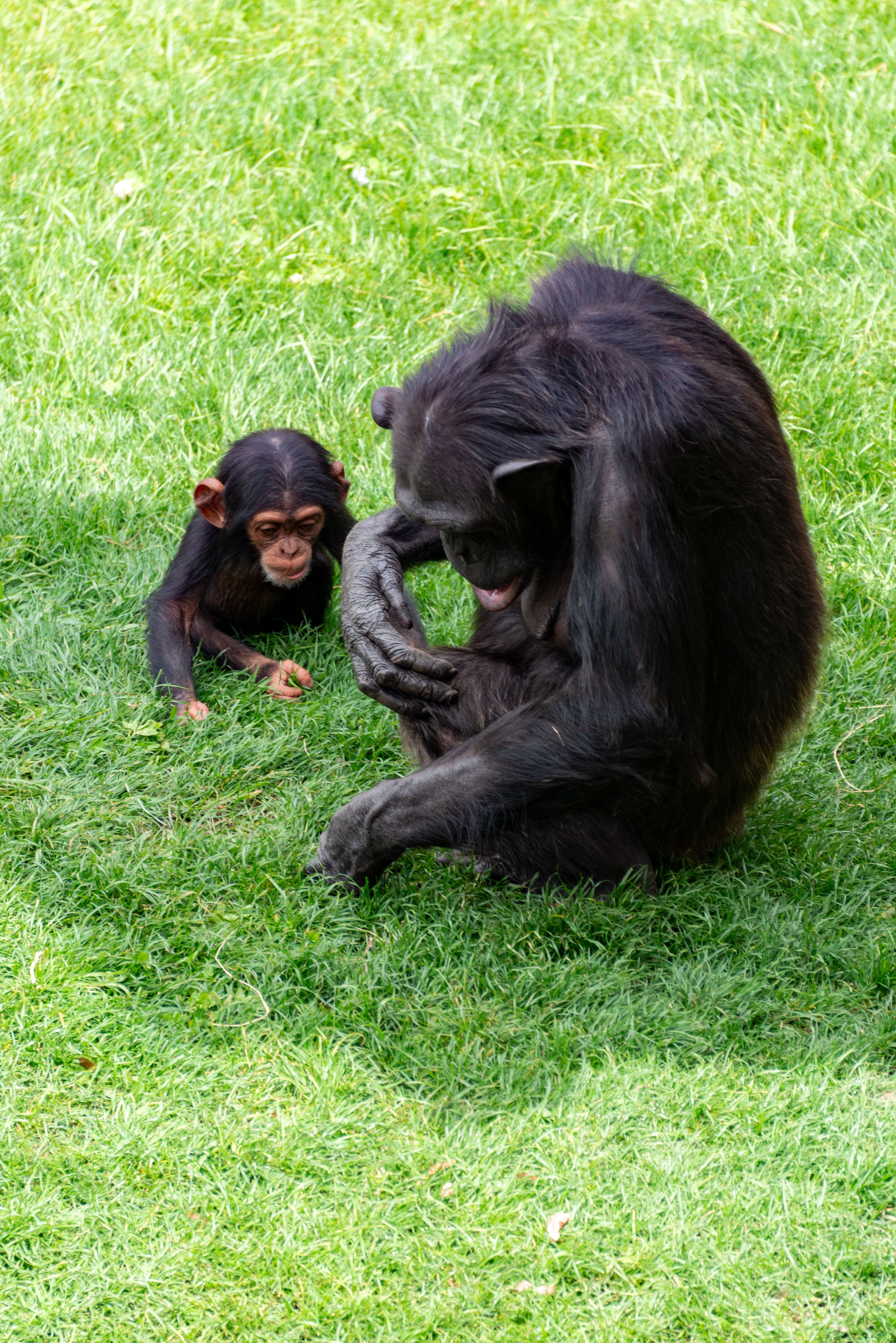 Young Chimpanzees Develop Distinct Vocal 'Accents'