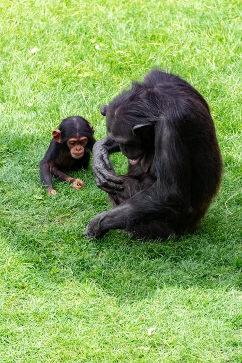 Young Chimpanzees Develop Distinct Vocal 'Accents'