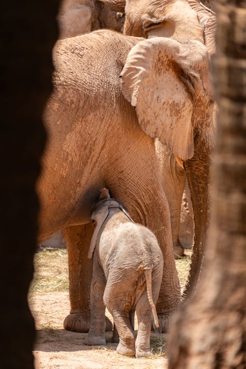 A baby elephant is standing next to an adult elephant