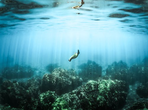 Foto Der Meeresschildkröte