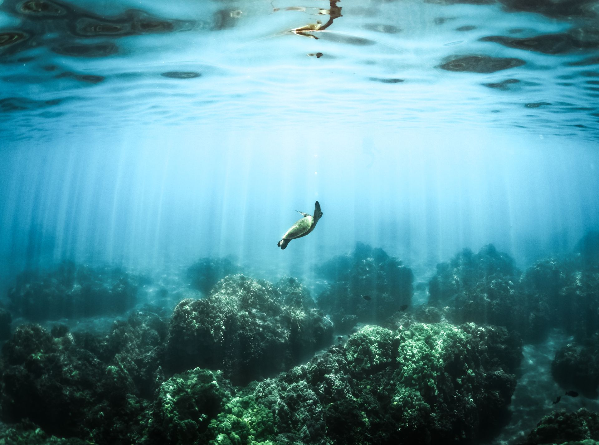 Photo of Sea Turtle
