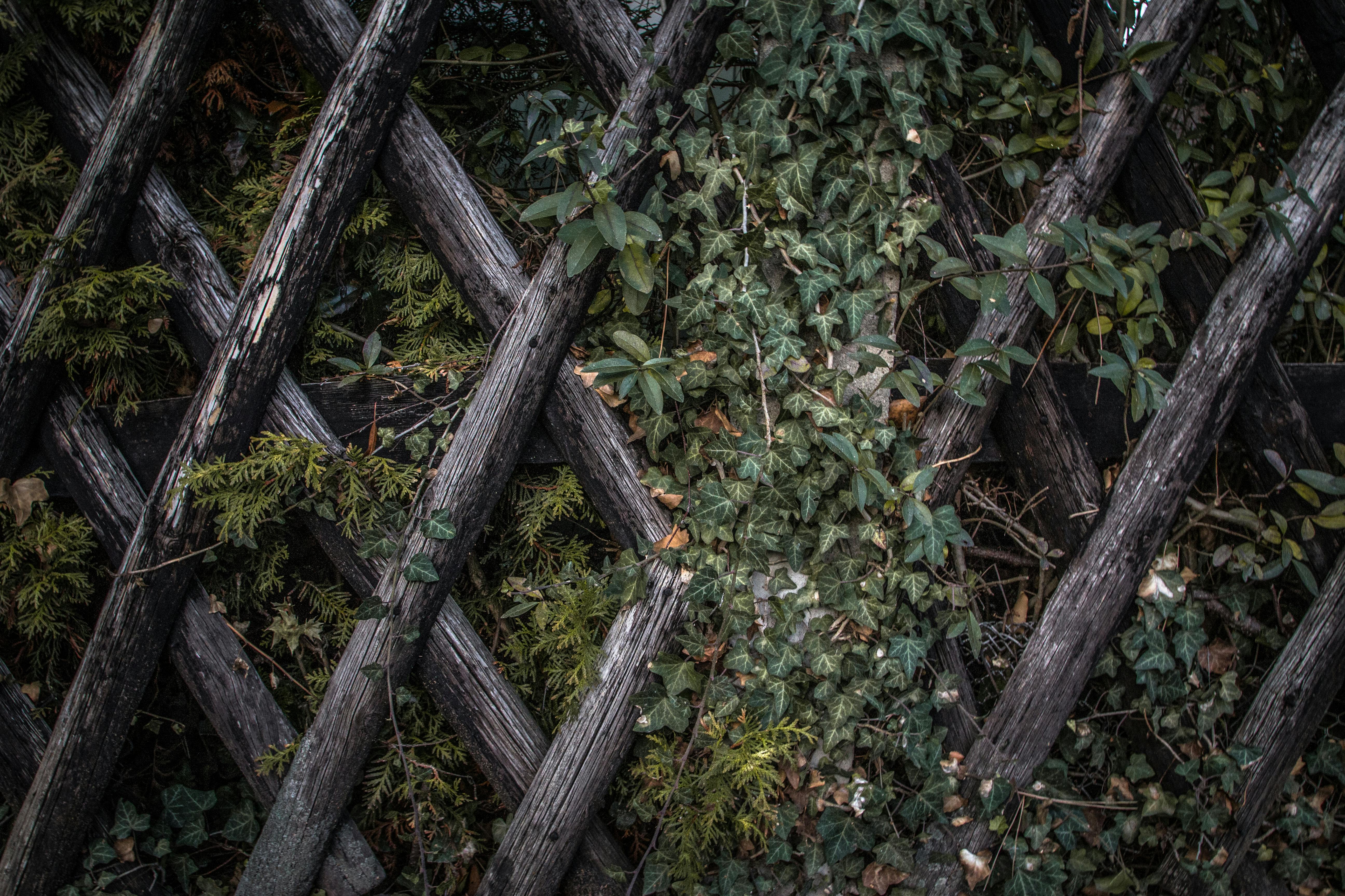 Green Plants Near Wooden Fence \u00b7 Free Stock Photo