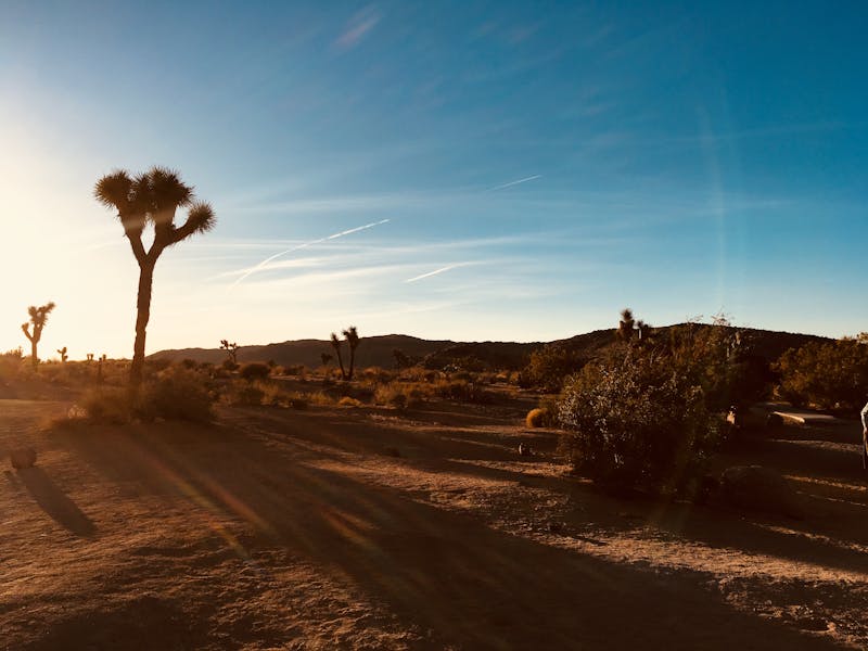 Matin paisible dans le désert de Joshua Tree avec sa flore unique