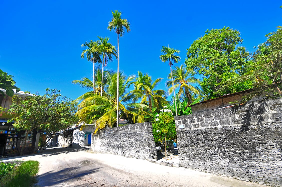 Coconut Trees Inside the Concrete Wall
