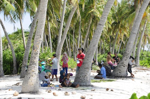 People Sitting and Standing Under Coconut Tree