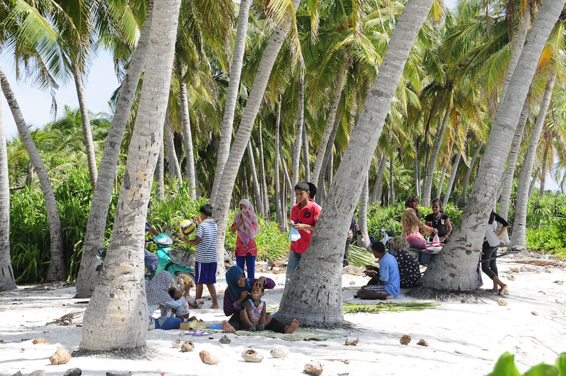 Free People Sitting and Standing Under Coconut Tree Stock Photo