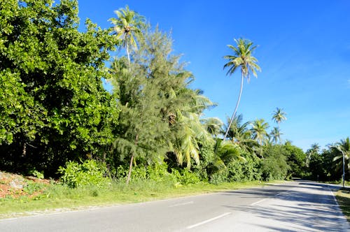 Wide Open Road With Trees