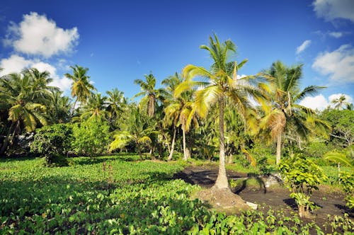 Green Coconut Trees