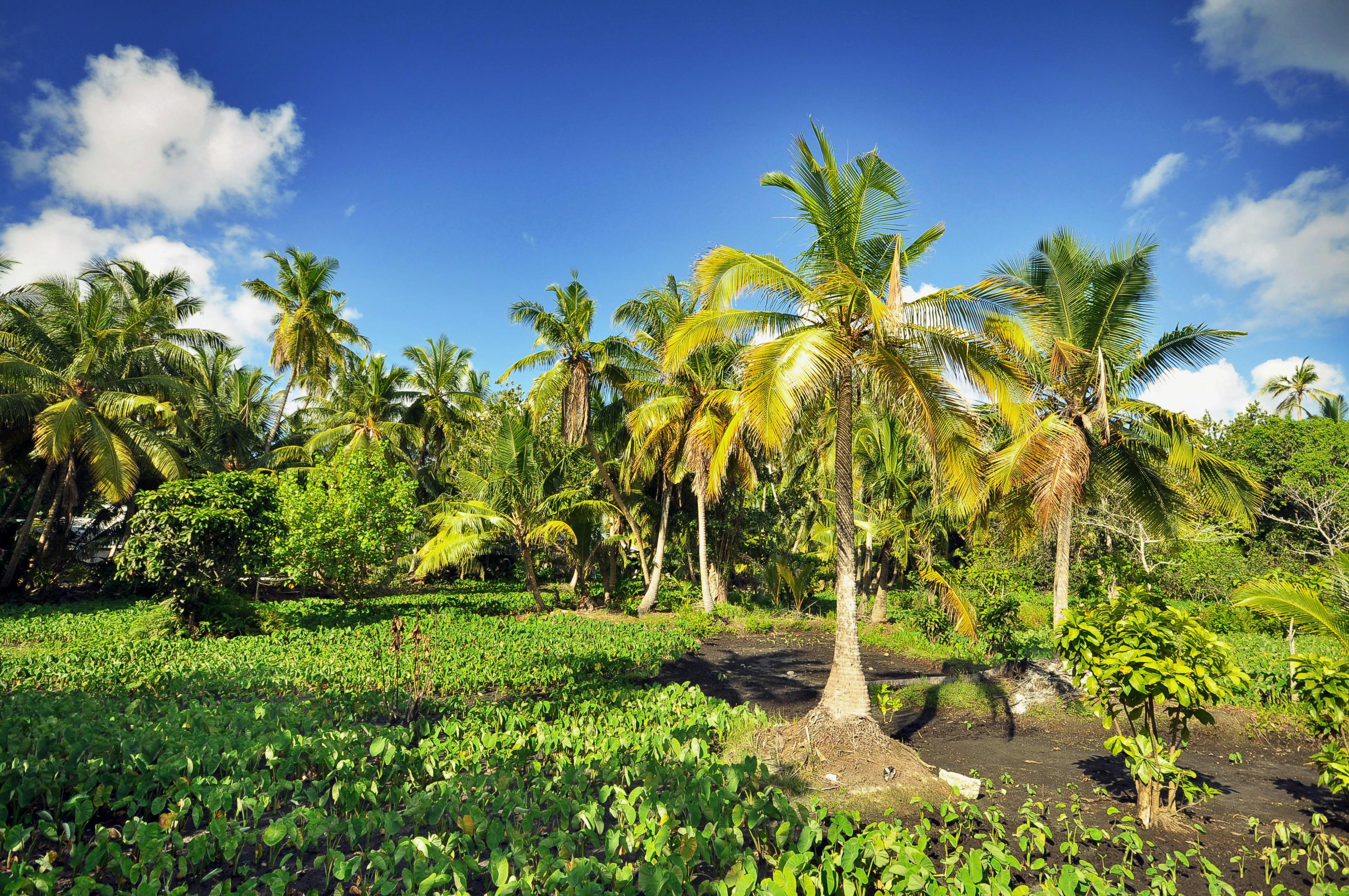 Green Coconut Trees · Free Stock Photo