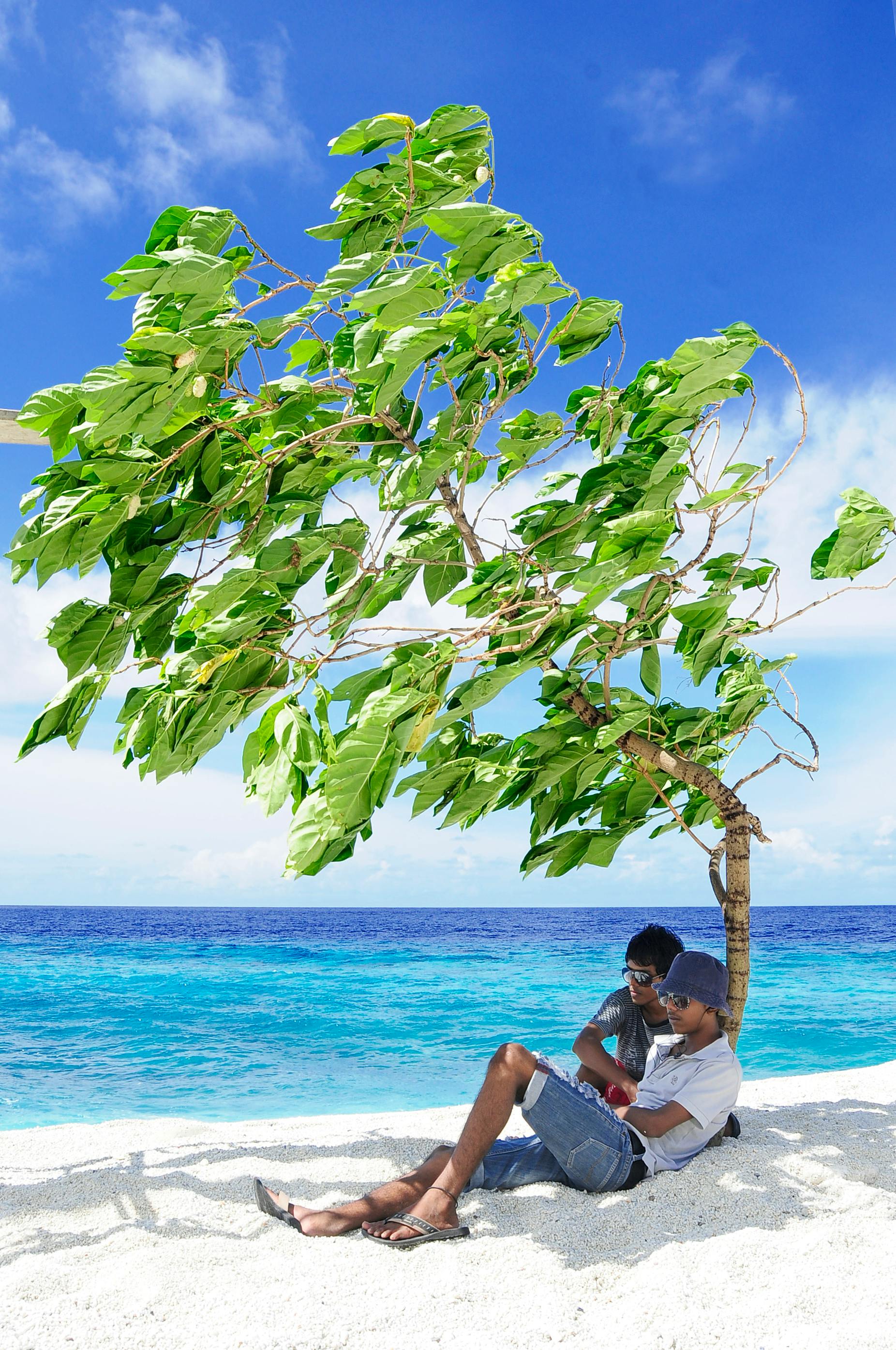 Two Man Sitting Under Tree Facing Sea · Free Stock Photo