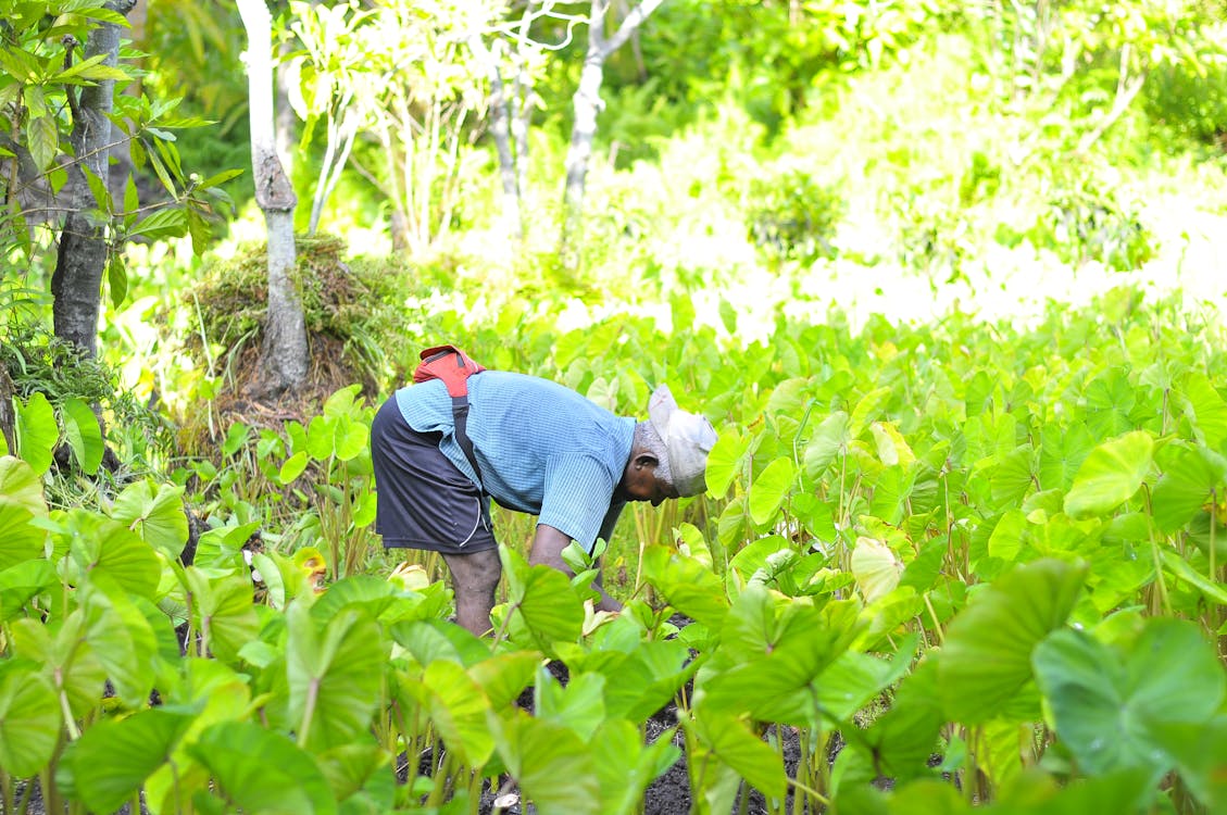 2,000+ melhores imagens de Agricultores · Download 100% grátis fotos de ...