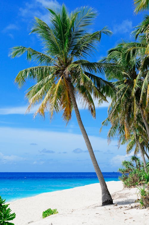 Albero Di Cocco Vicino Al Corpo D'acqua Sotto Il Cielo Blu