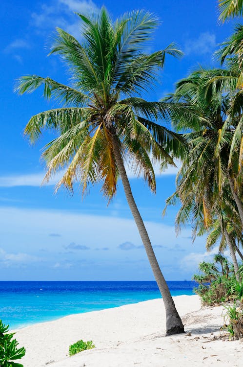 Кокосовая пальма возле водоема под голубым небом