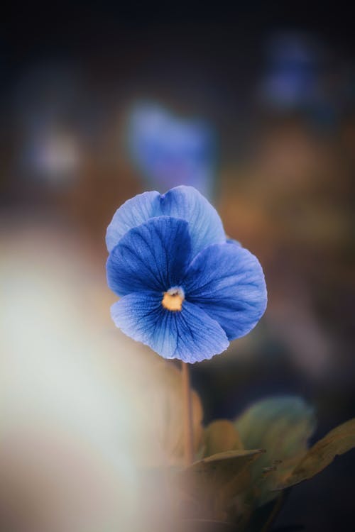 Flor De Pétalo Azul