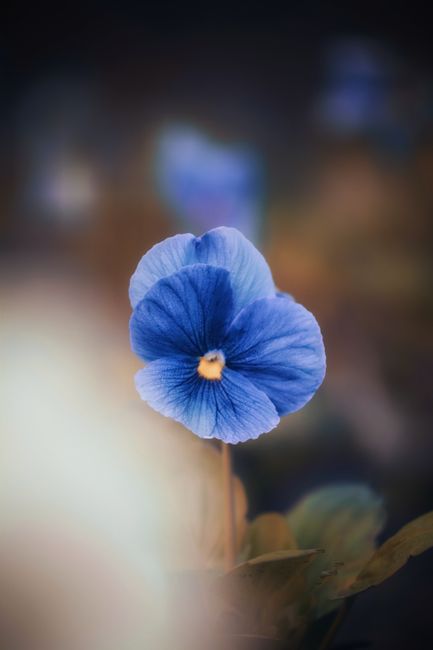 Close-up of a beautiful blue pansy flower with delicate petals and soft bokeh.