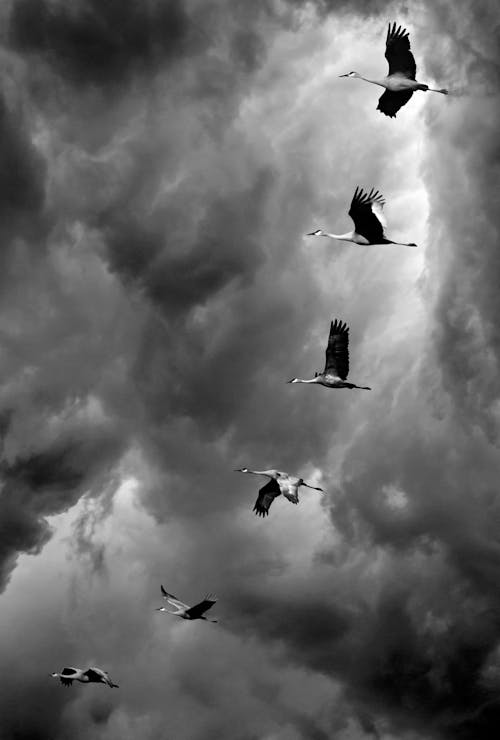 Flocks of Birds Flying Under Cloudy Sky