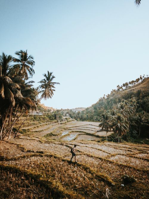 Free A picturesque view of rice terraces surrounded by lush palms in the Philippines. Stock Photo