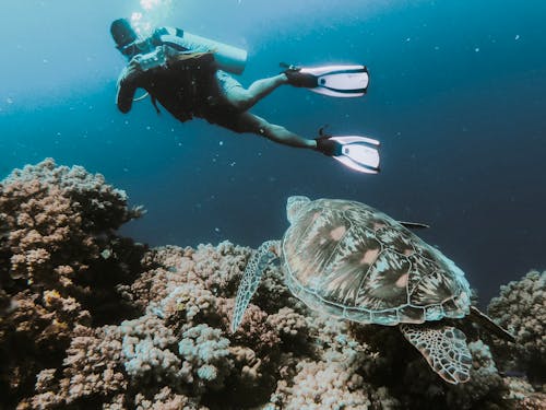Free Person Swimming Under Water Taking Photo of Turtle Stock Photo