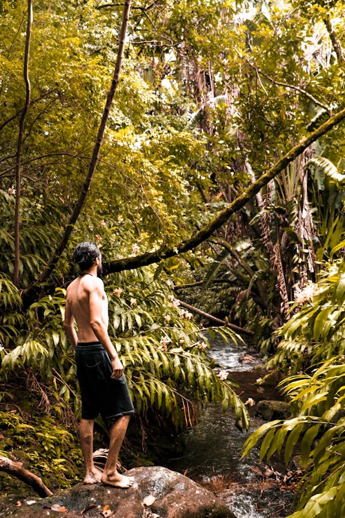 bezplatná Základová fotografie zdarma na téma dešťový prales, dobrodružství, džungle Základová fotografie