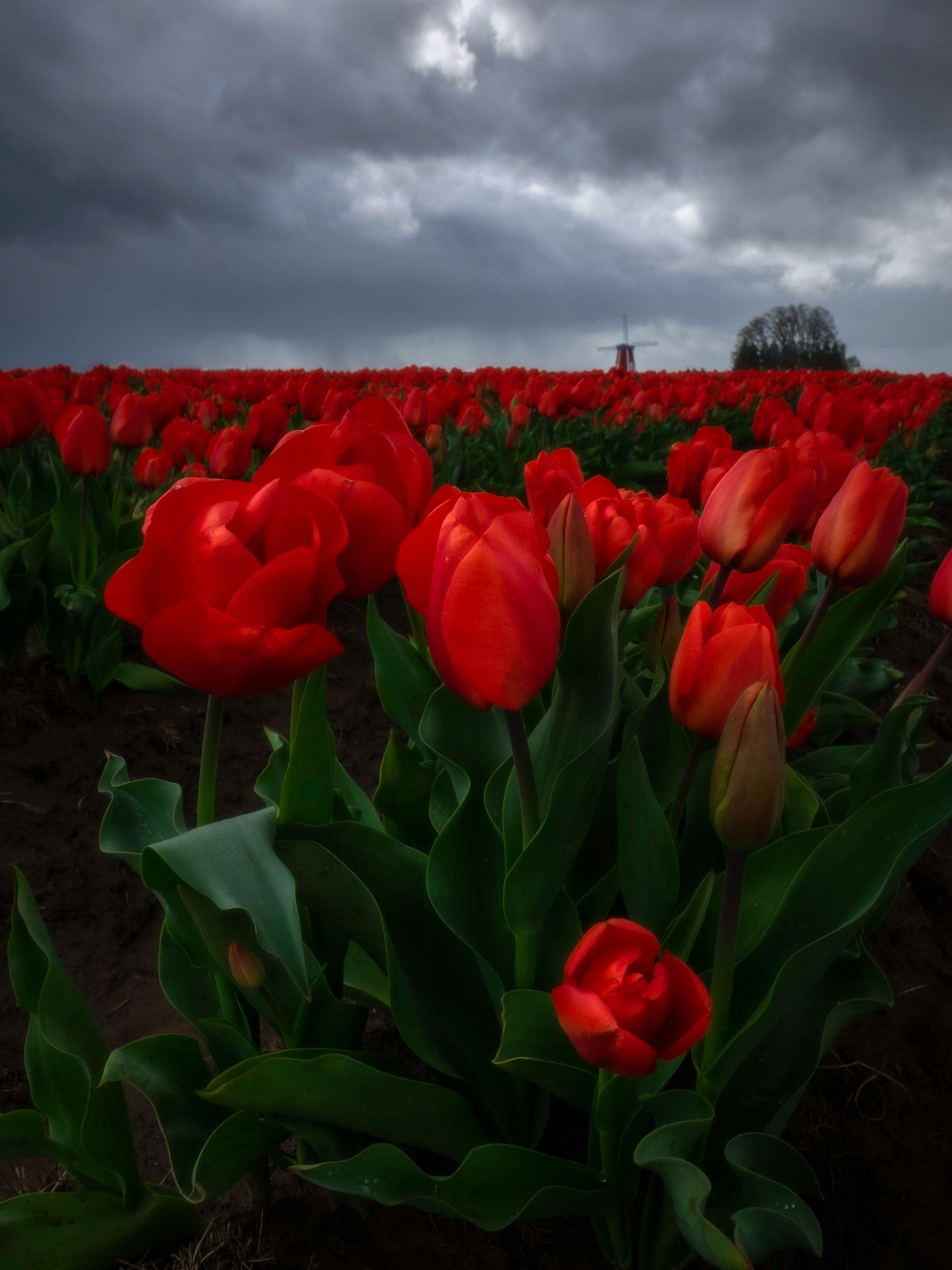 red tulip flower field