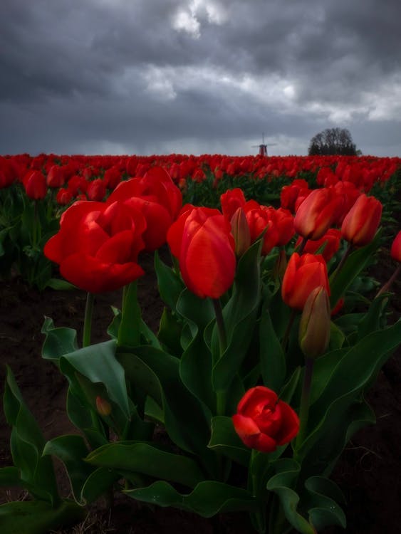 Champ De Fleurs De Tulipes Rouges