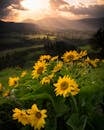 夕阳中，俄勒冈州胡德河宁静的景观上，生机勃勃的向日葵沐浴着阳光