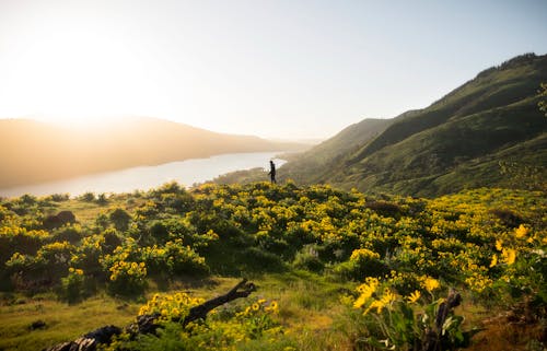 Foto d'estoc gratuïta de a l'aire lliure, alba, amb boira