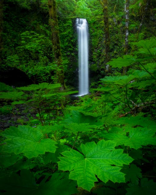 Foto d'estoc gratuïta de cascades, fulles, medi ambient