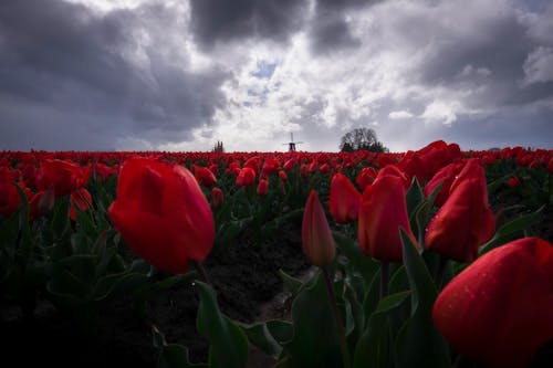 Field Of Red Tulips Flowers Under Cloudy Sky