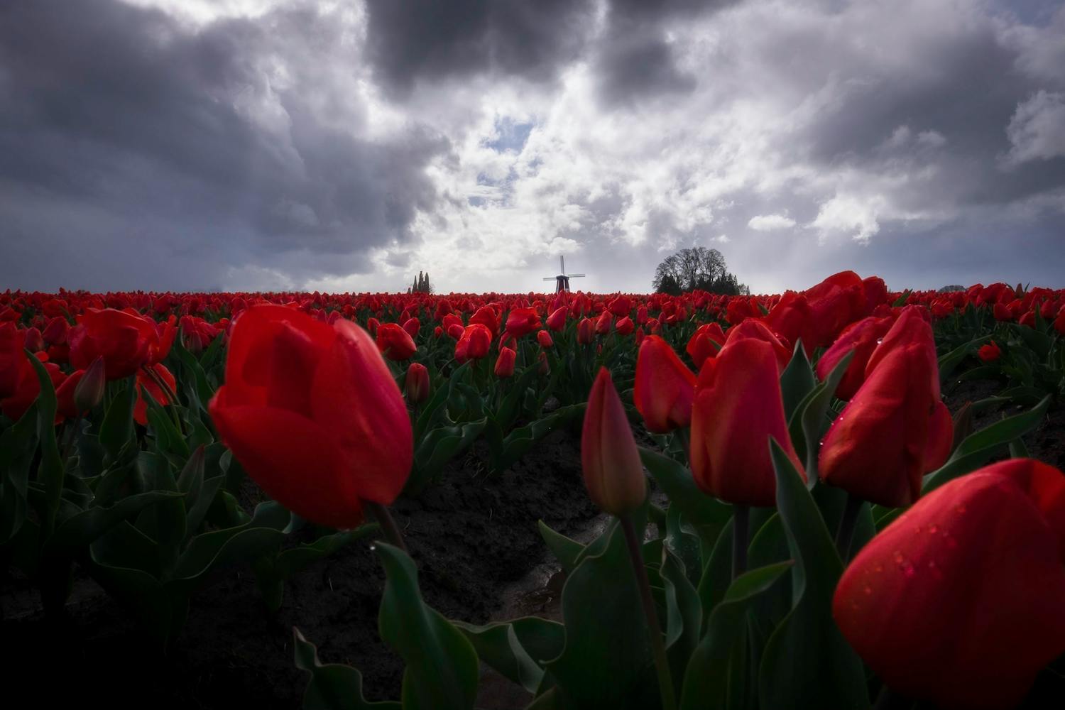 Dramatic field of red tulips with stormy skies