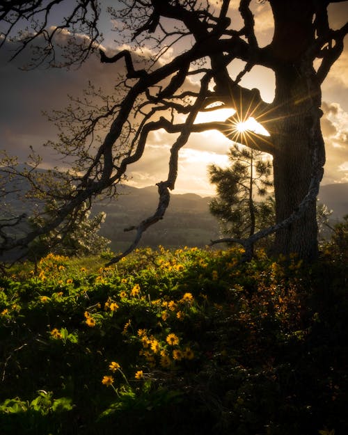 Foto De árbol Cerca De Girasoles