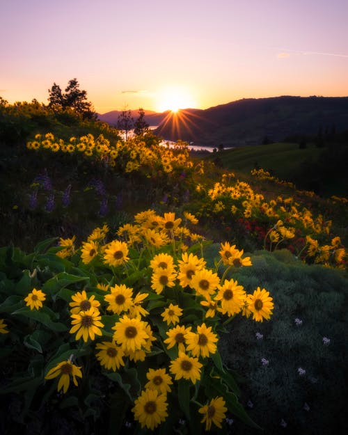 Girasoles Amarillos