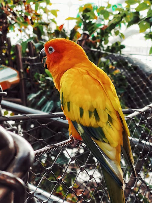 Free Fotos de stock gratuitas de animales, aves, bokeh Stock Photo