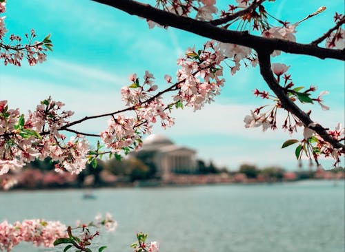 杰斐逊纪念碑, 櫻花, 華盛頓特區 的 免费素材图片