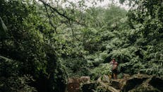 在绿树成荫的热带丛林中，一个人正享受着宁静的散步