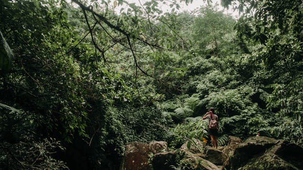在绿树成荫的热带丛林中，一个人正享受着宁静的散步